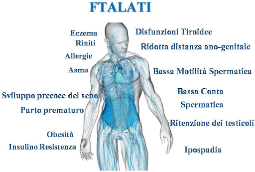 Inquinamento, Interferenti Endocrini E Salute: Una Nuova Sfida ...